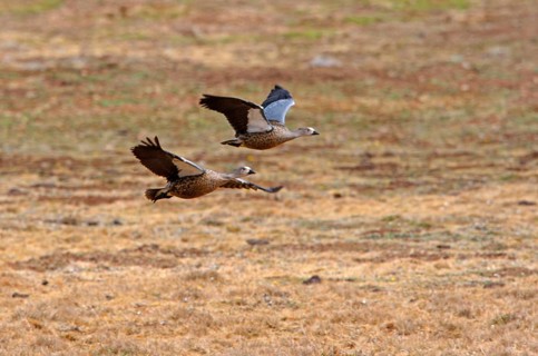 Blue-winged goose