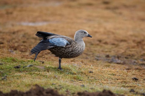 Adult blue-winged goose