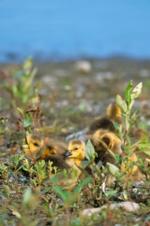 Canada geese