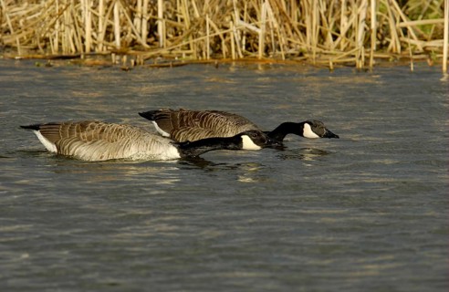 Canada geese