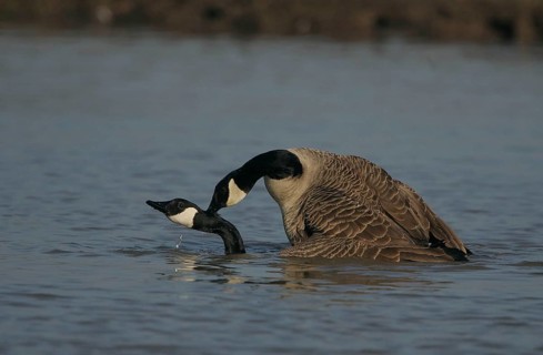 Canada Goose