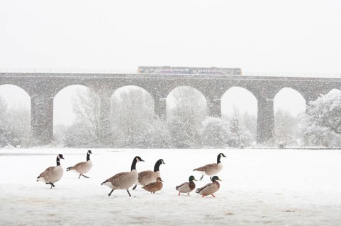 Flock of canada goose
