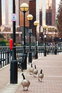 Canada goose