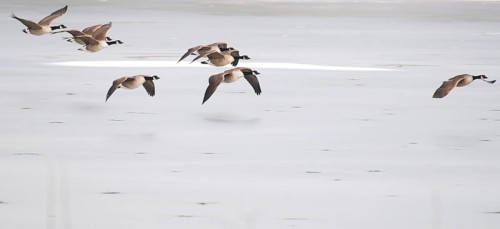 Canada goose