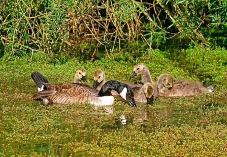 Canada Goose