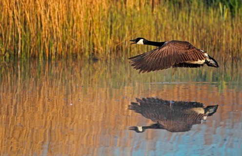 Canada goose