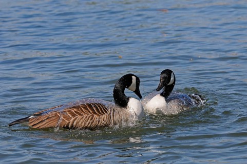 Canada goose