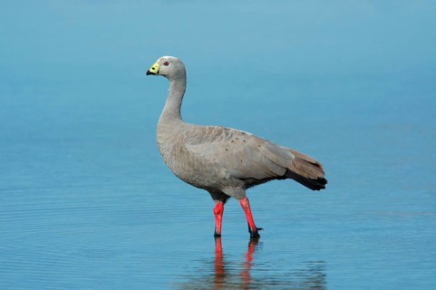 Cape barren goose