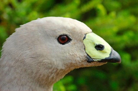 Cape Barren Goose