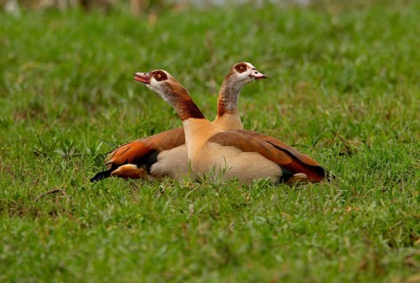 Alopochen egyptian goose