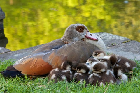 Egyptian egyptian goose