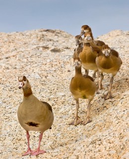 Egyptian Goose