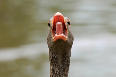 Greylag Goose