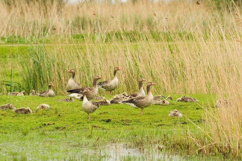Greylag goose