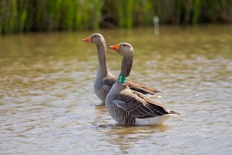Greylag Goose