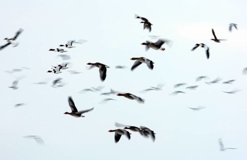 Greylag goose