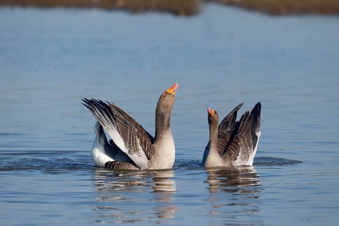 Greylag greylag goose