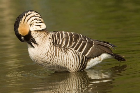 Adult hawaiian goose