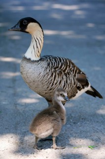 Hawaiian goose