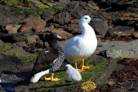 Kelp Geese