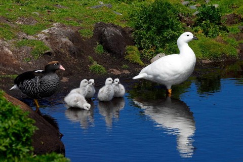 Kelp Geese