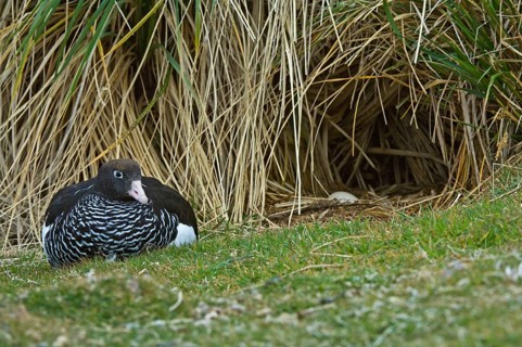 Kelp goose