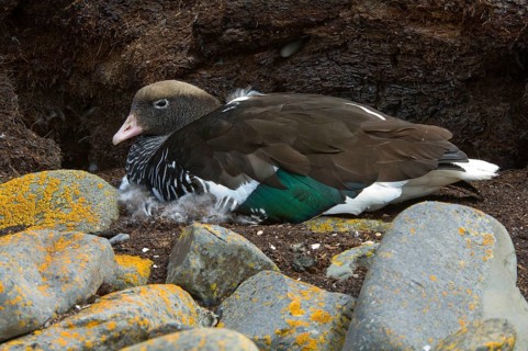 Kelp Goose