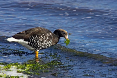 Kelp Goose
