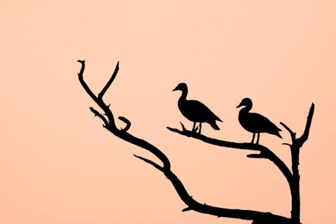 Knob-billed duck