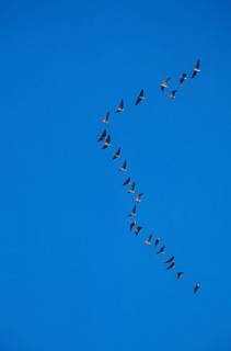 Pink-footed Geese