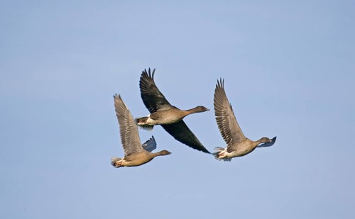Pink-footed goose