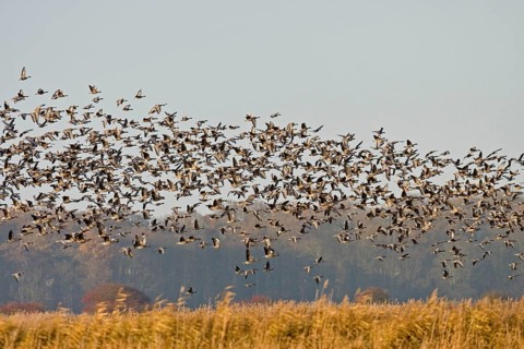Pink-footed Goose