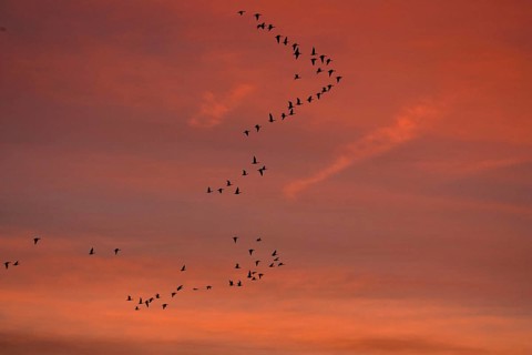Pink-footed Goose