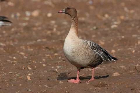 Pink-footed goose
