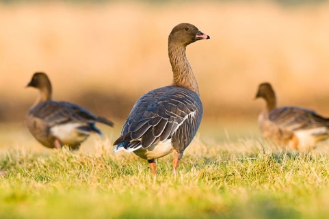 Pink-footed Goose