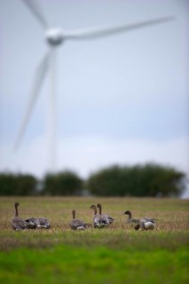 Pink-footed Goose