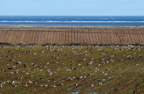 Pink-footed Goose