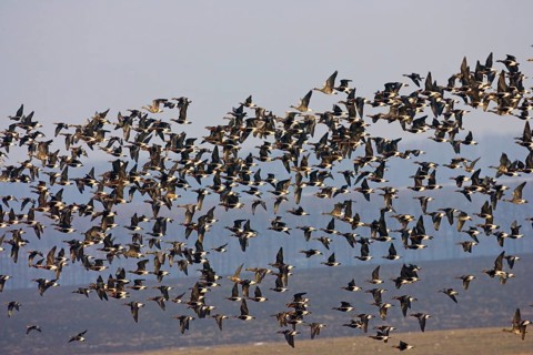 Red-breasted goose