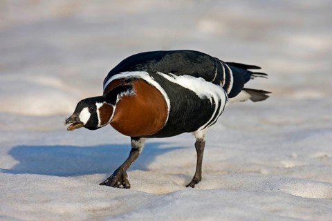 Red-breasted goose