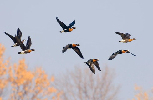 Red-breasted Goose