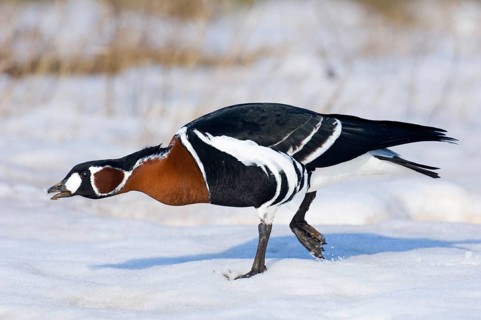 Red-breasted Goose