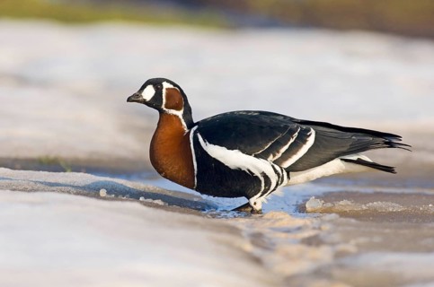 Red-breasted Goose
