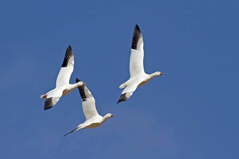 Ross's Goose