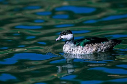 Australian Green green pygmy goose