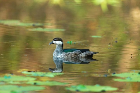 Green Pygmy-goose