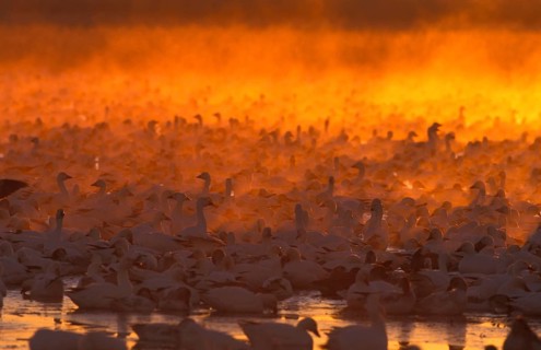 Snow geese