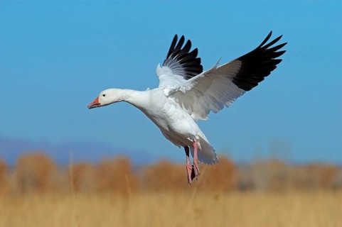 Snow goose