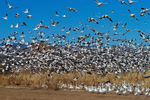 Snow goose