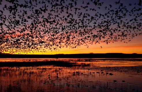 Snow goose