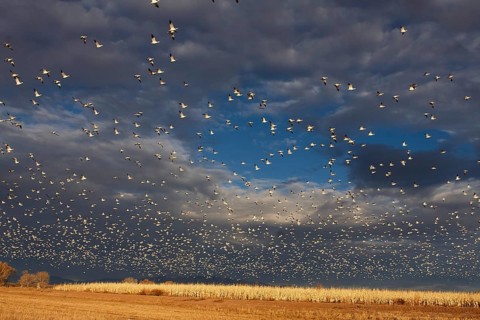 Flock of snow goose